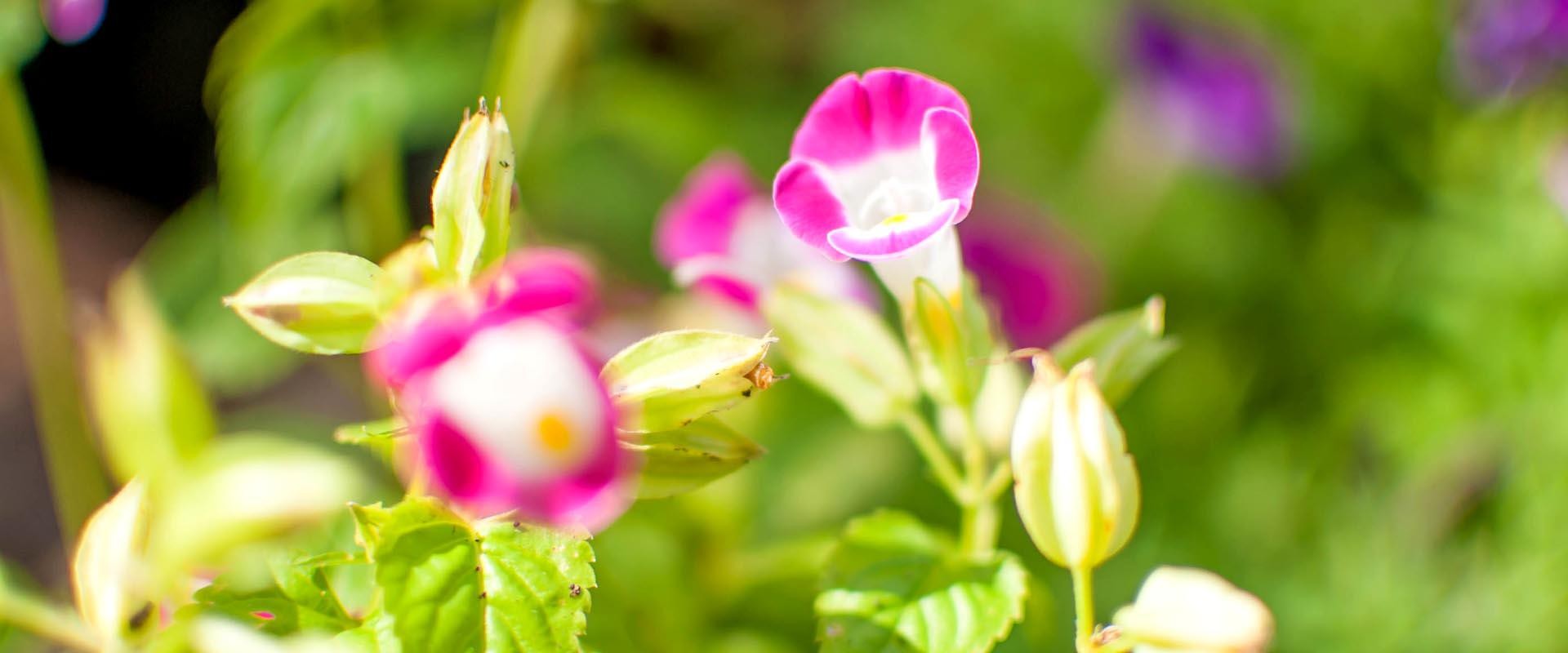 destaque flores